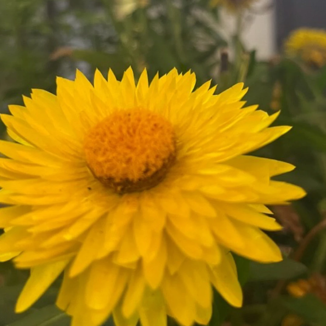 万能拍赶集限收各种食用花水果蔬菜