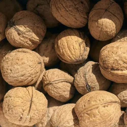 云南德宏老品种核桃