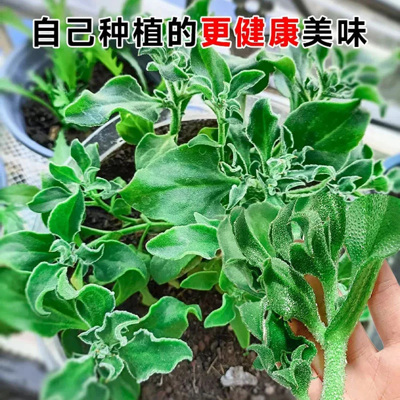水晶冰菜种籽盆栽阳台蔬菜种子冰草菜籽苗四季种植种孑