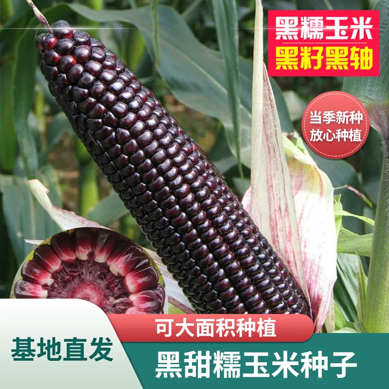 【黑甜糯玉米种子】水果玉米种子黑玉米种子甜玉米蔬菜种子春季播种