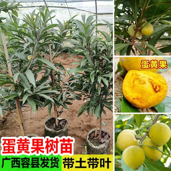 蛋黄果苗 正宗鸡蛋果树苗名贵仙桃水果树苗盆栽地栽带土带叶发货