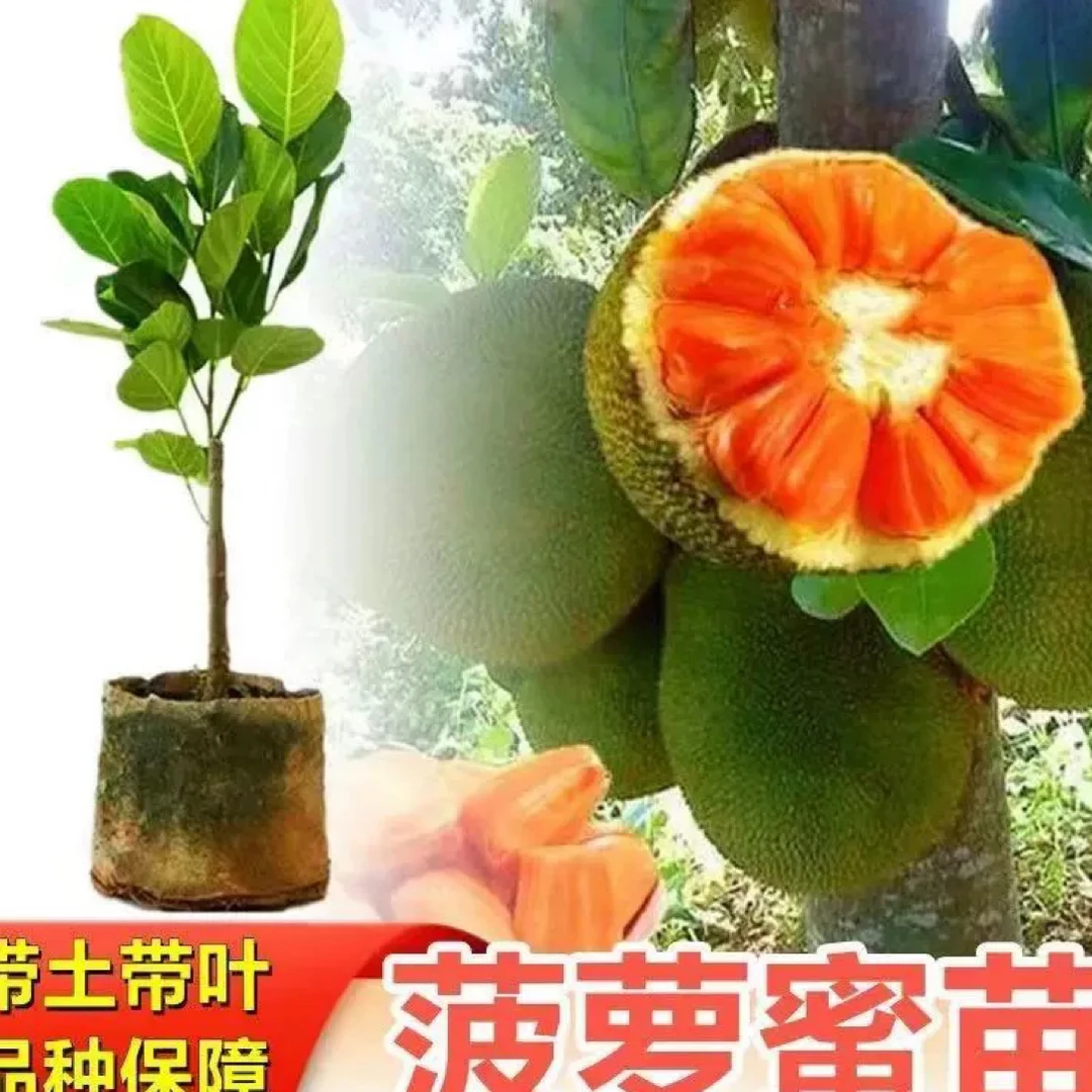 当年结果四季菠萝蜜树苗耐寒室外果树苗树菠萝南北方可种