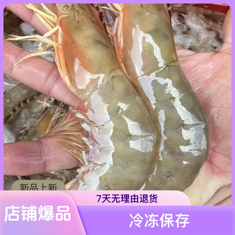 大明虾广东沙扒湾海捕大明虾鲜活海鲜水产海捕新鲜大黄虾