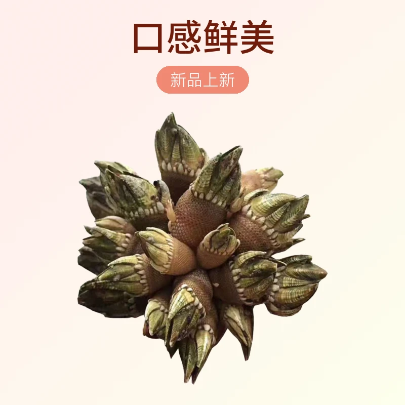 沙扒湾佛手螺 新鲜狗爪螺藤壶海鲜鹅颈藤壶 鸡爪螺新鲜鲜活发货