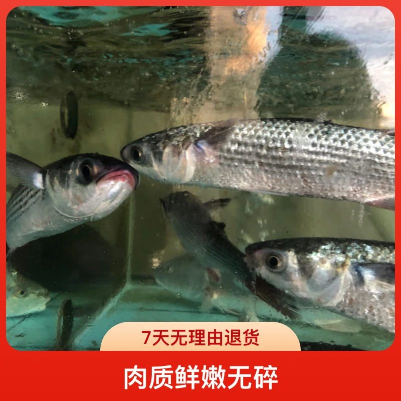 乌头鱼广东阳江冷冻鲜嫩野生乌头鱼新鲜梭子鱼鲜活海捕鲻鱼保鲜