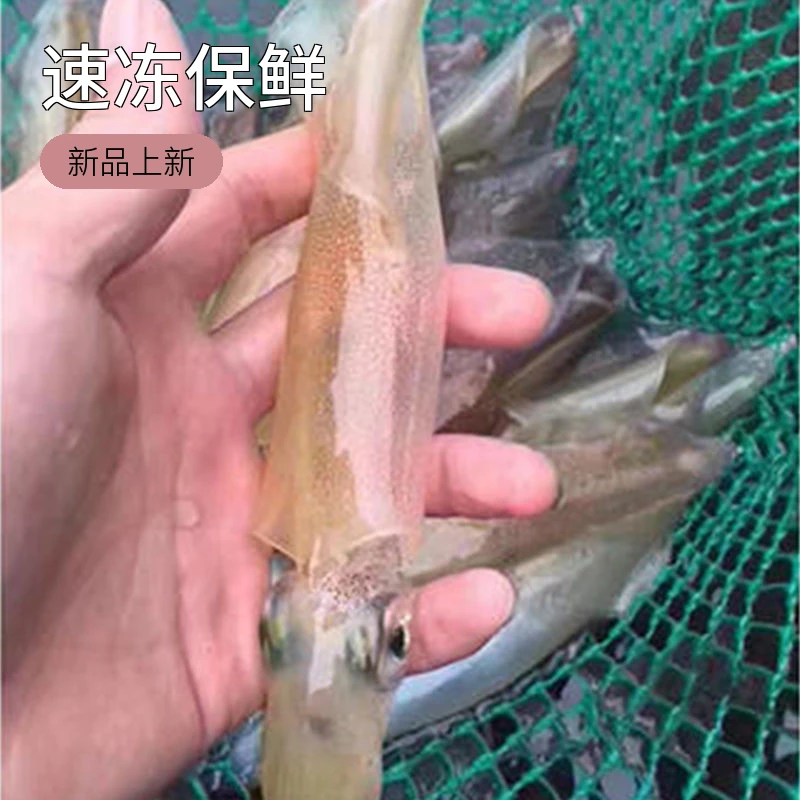 营养广东阳江沙扒高蛋白本港优质鲜活营养海鲜海产速冻鱿鱼海兔子