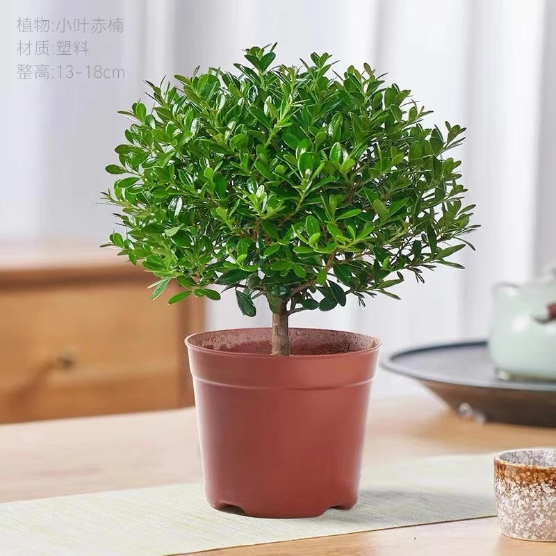 【小叶赤楠】盆栽室内植物/桌面常青绿植/高度15-20cm/一周2-3次水