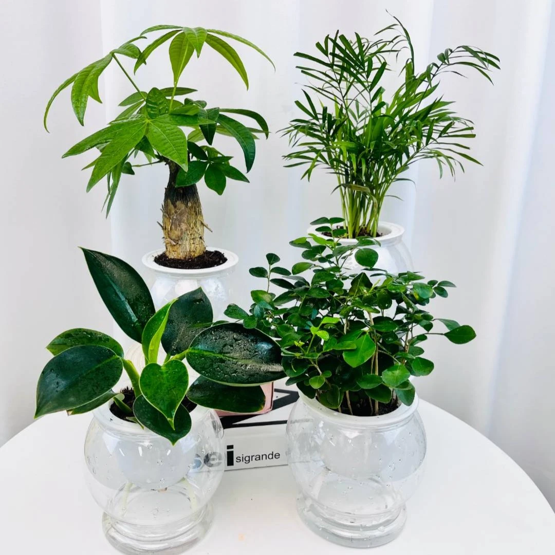 【买三送一】透明塑胶盆九里香金钻发财树袖珍椰子绿植盆栽种植开花