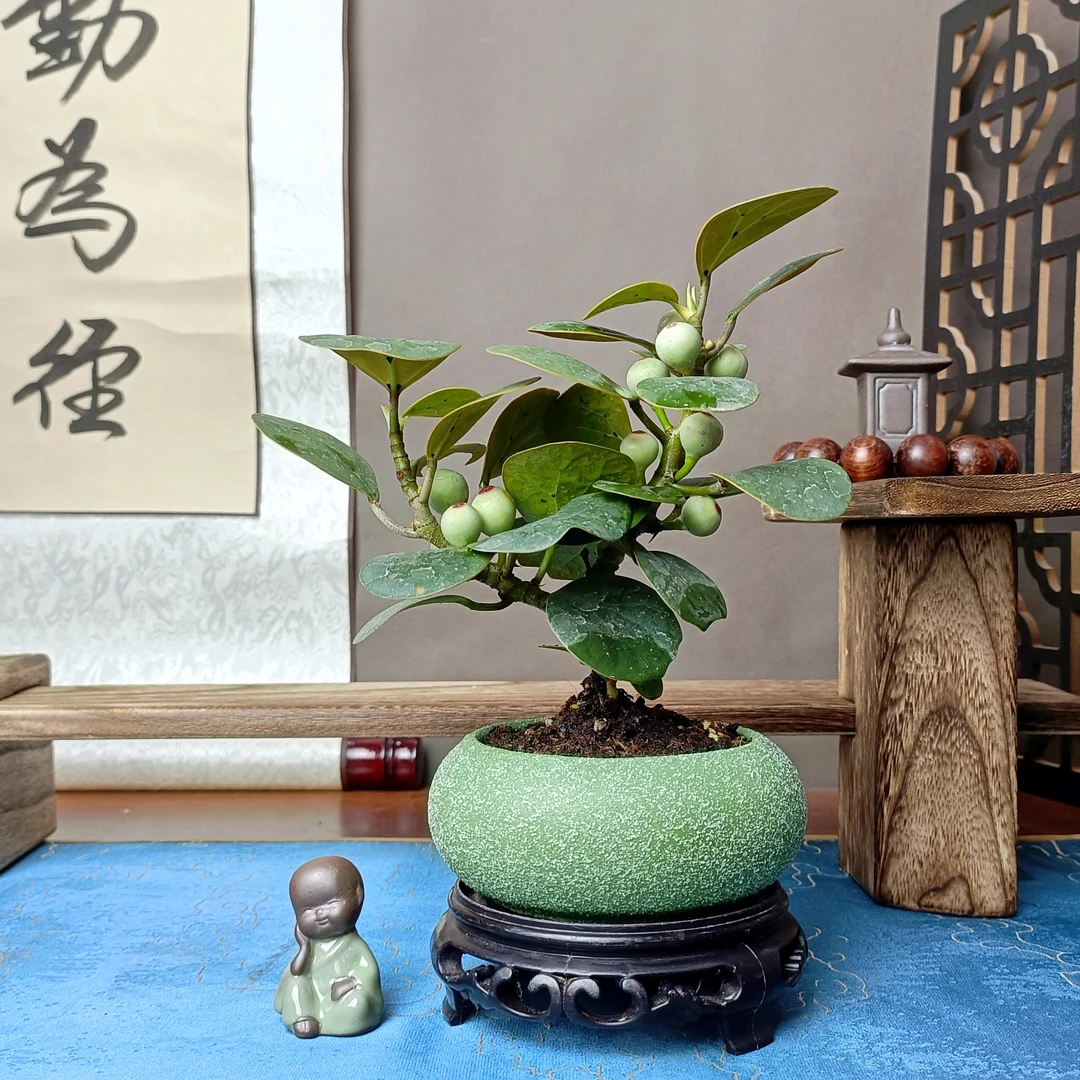 颜小姐花卉【优选】小盼菩提带盆带底座禅意盆景桌面微景观盆栽