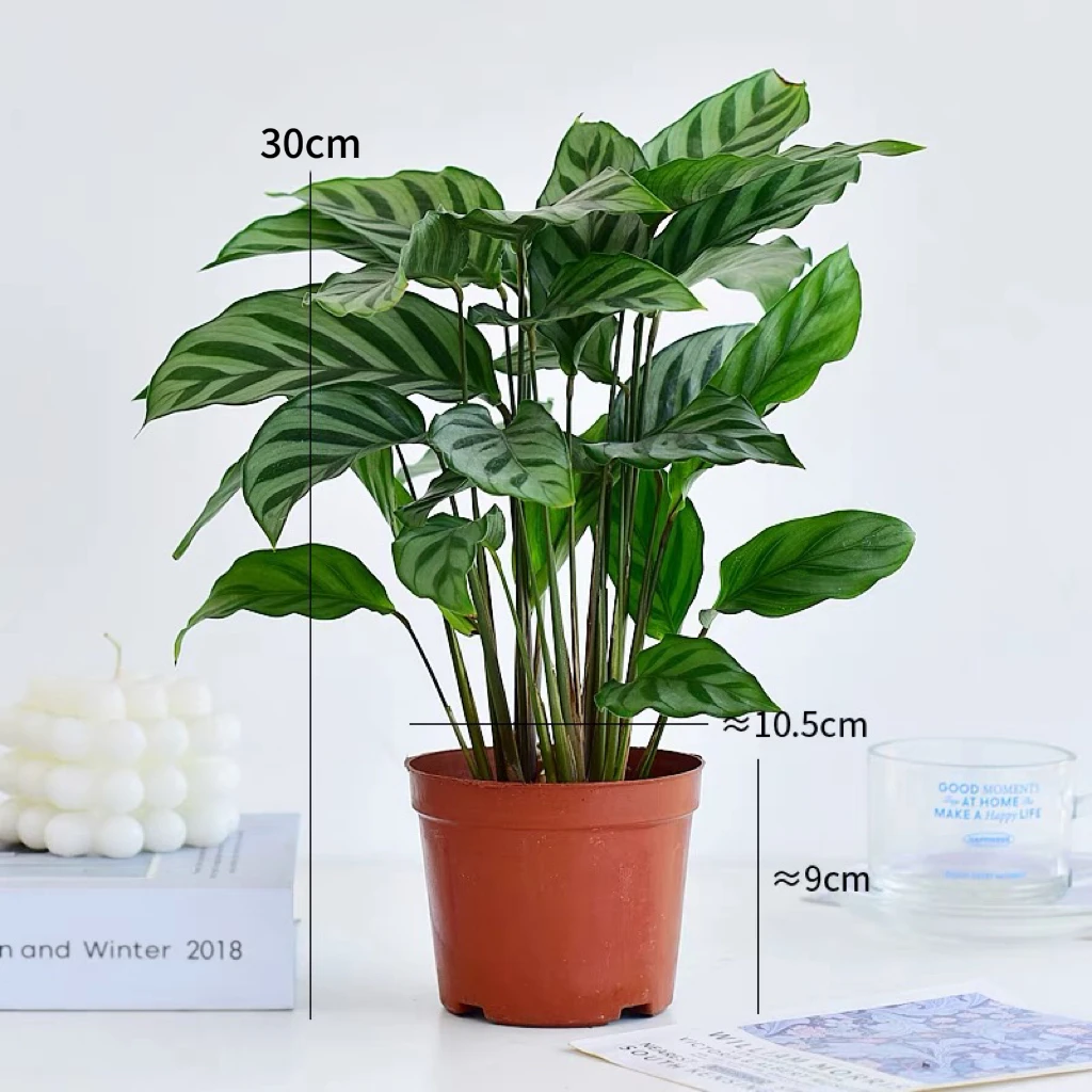 【翠叶竹芋】绿植盆栽室内好养/可水培土培/高度25-30cm/每周2-3次