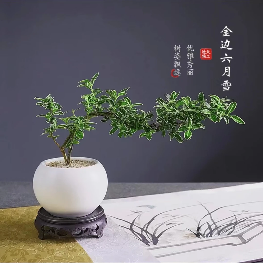 【六月雪】盆栽植物室内桌面内净化空气办公室绿植花卉四季常青好养
