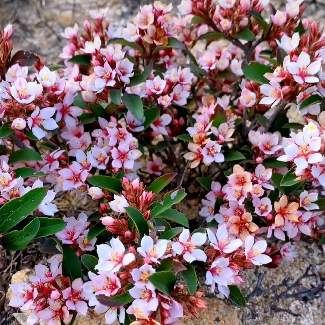 海岛春花，石枫，栀子花（一物一拍)