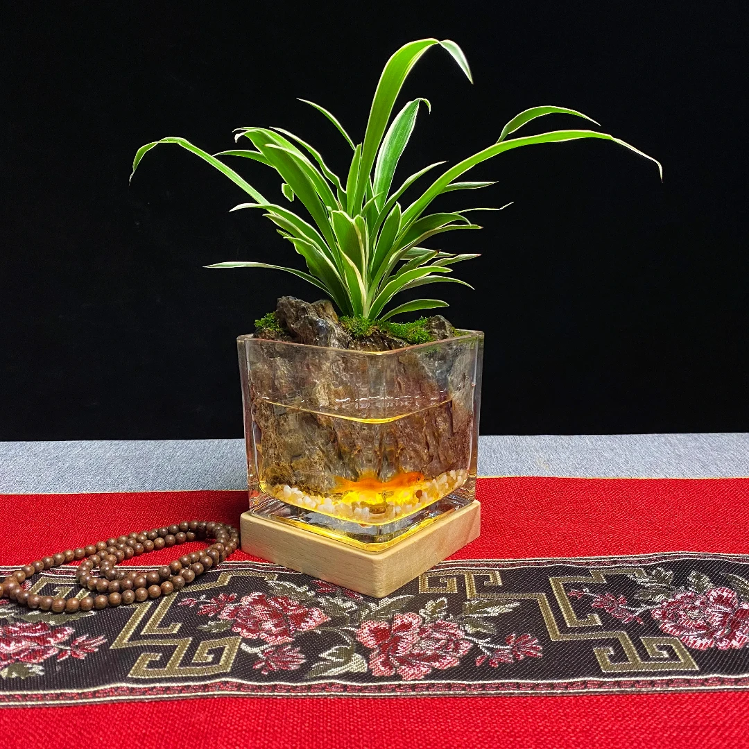 原景森林【水陆金边兰】盆景造型微景观小水陆养鱼景观桌面摆件成品