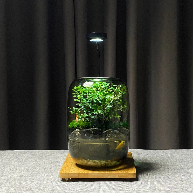 原景森林【年年有鱼】纯手工制作桌面景观小叶赤楠观山养鱼微景观