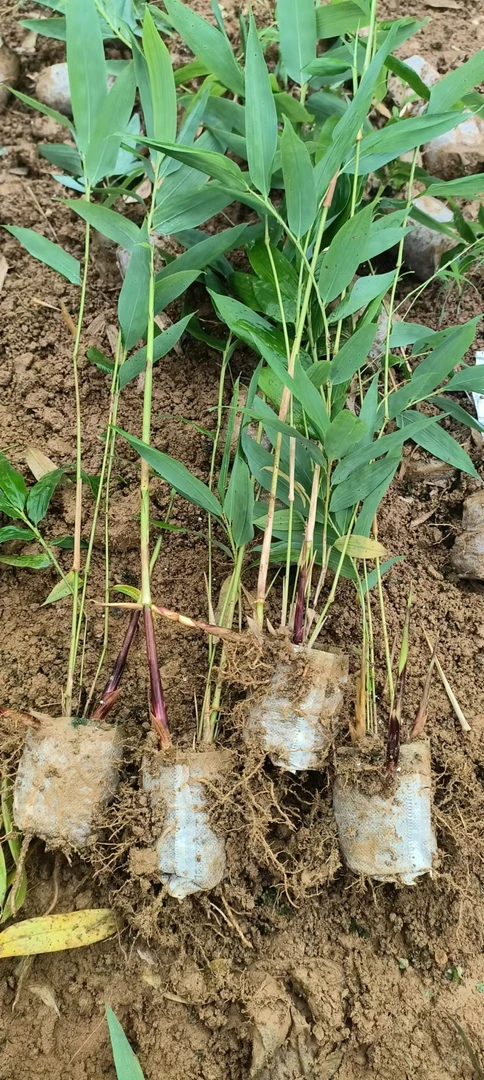 一年生方竹苗 造林 绿化