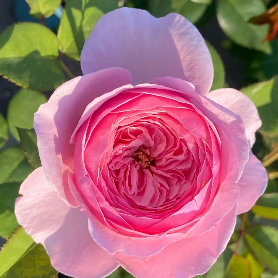 凯丽浓香灌木切花月季阳台花香多季节勤花大花中粉色直立强耐晒花