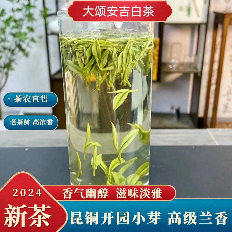 24年新茶《繁花似锦》高山茶叶昆铜头采茶叶品质采摘