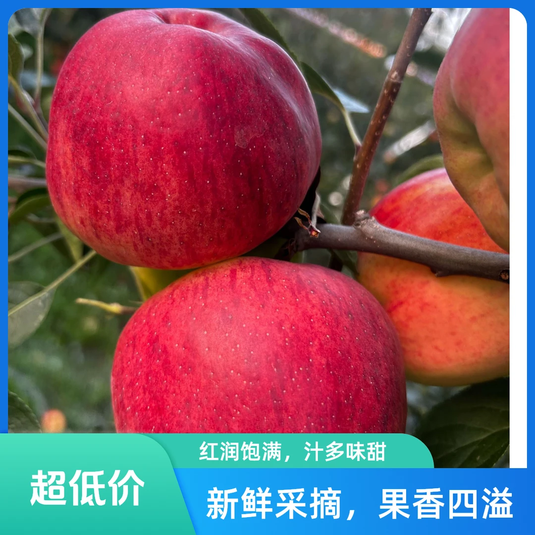 云南昭通糖心丑苹果当季水果现摘现发营养丰富脆嫩多汁