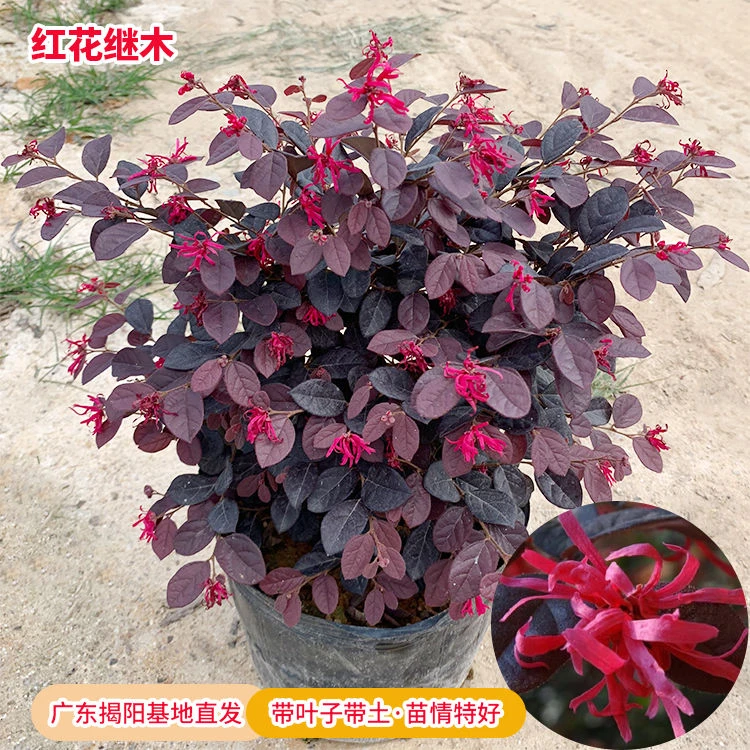 红花继木苗 精选红檵木盆栽花卉庭院阳台工程绿化球苗红桎木 红花