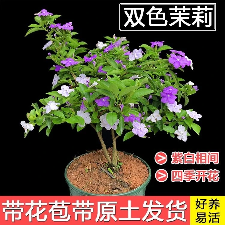 带花苞鸳鸯双色茉莉花苗盆栽绿植变色茉莉四季开花芳香浓郁易活