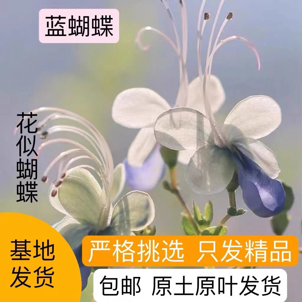 蓝蝴蝶花苗阳台盆栽花卉植物蝴蝶兰四季开花蓝色奇特花朵易养好活