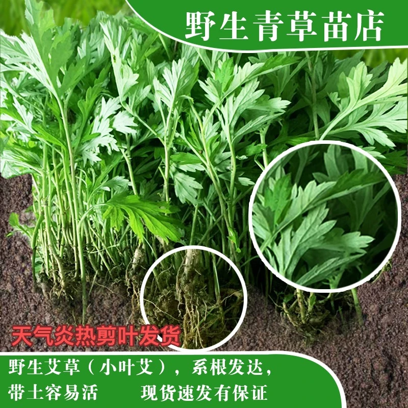 艾草苗盆栽艾草带根带土新鲜阳台好养驱蚊植物庭院种子艾叶可食用