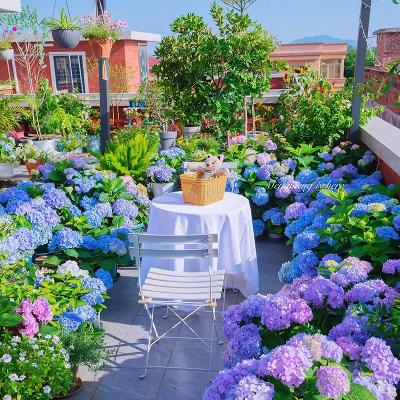 新买五送一】云南基地直发3年绣球大苗绣球花盆栽地栽花园容易种植