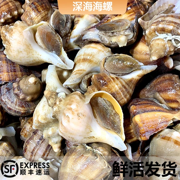 【现货现发】生猛活发 深海海螺 3-5斤 包鲜