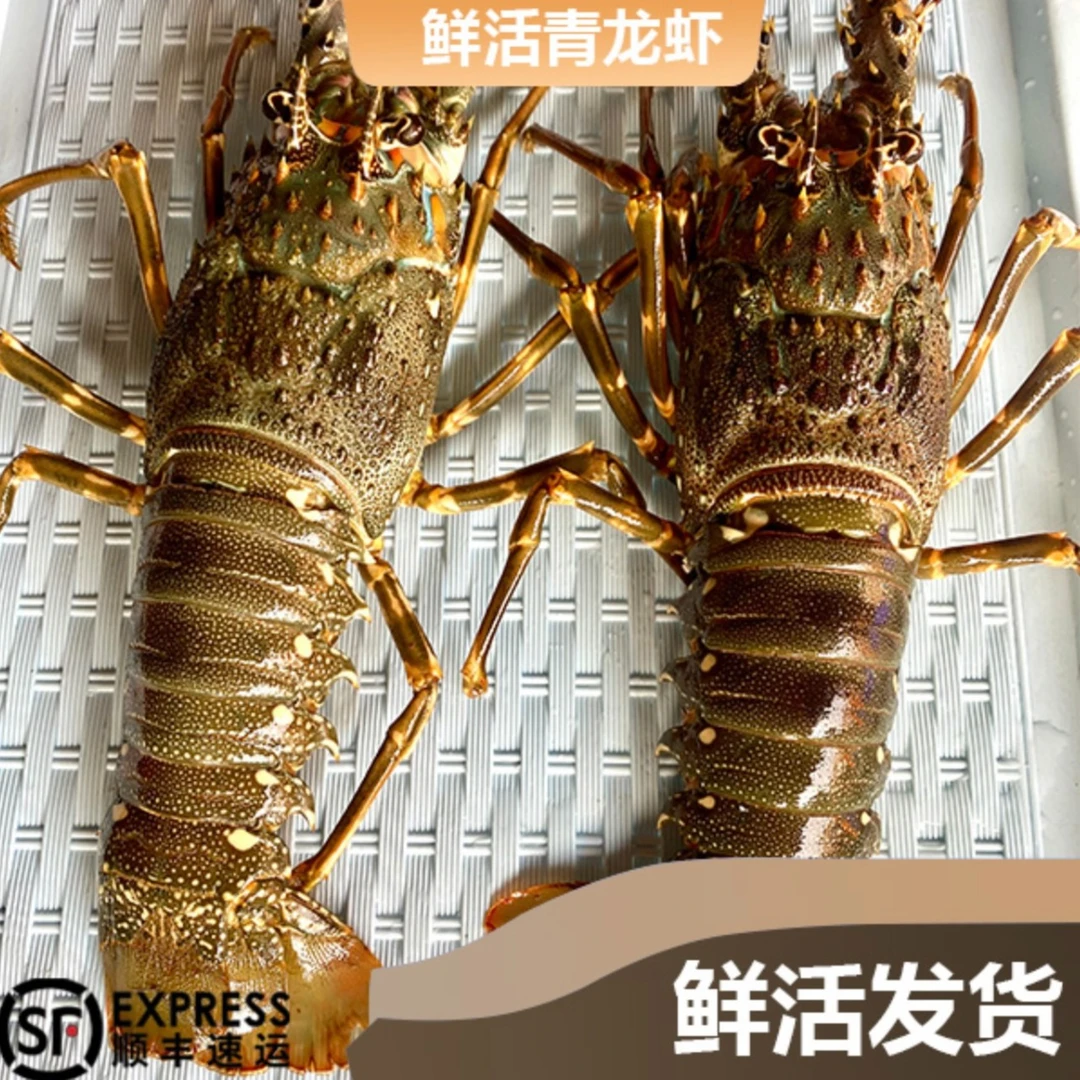 【生猛活发】活发青龙虾9两-1斤一只 450-500g 包鲜{不保活}