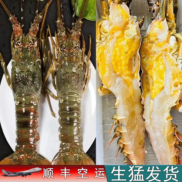 1只装起购【生猛活发】活发青龙虾 2-3两一只100-150g 包鲜{不保活}