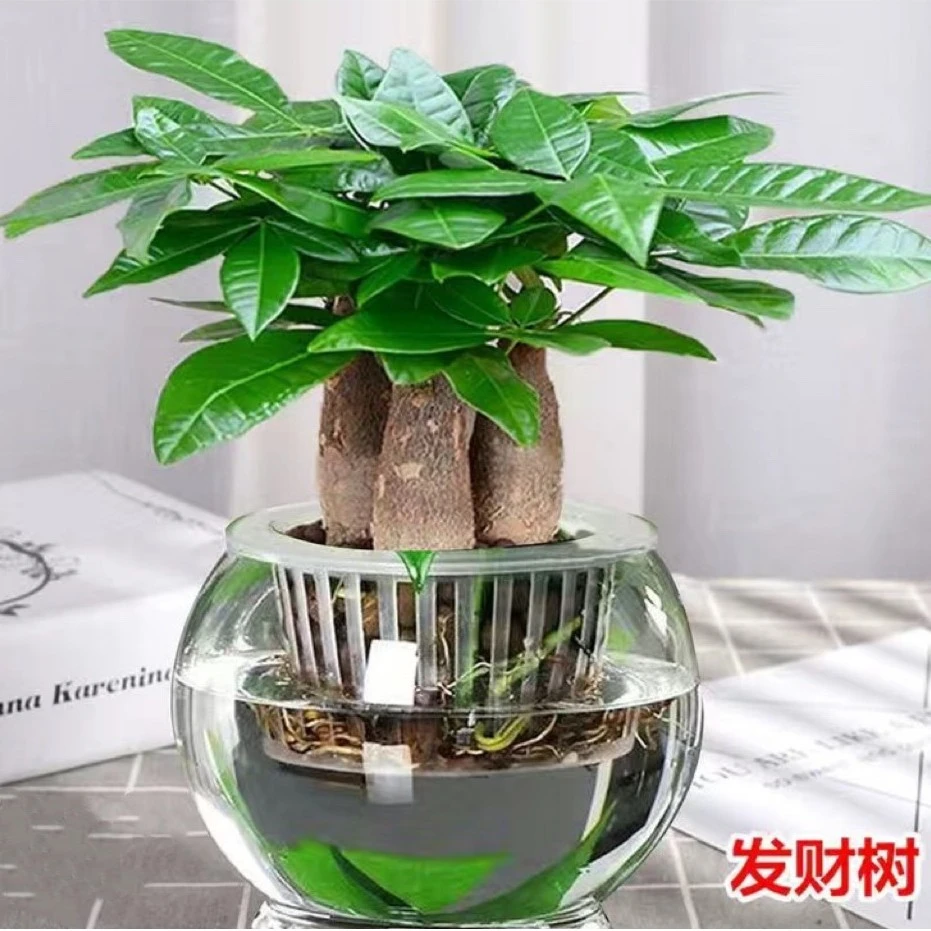 发财树盆栽大棵室内客厅桌面绿植装饰品水培三杆招财树办公室好养