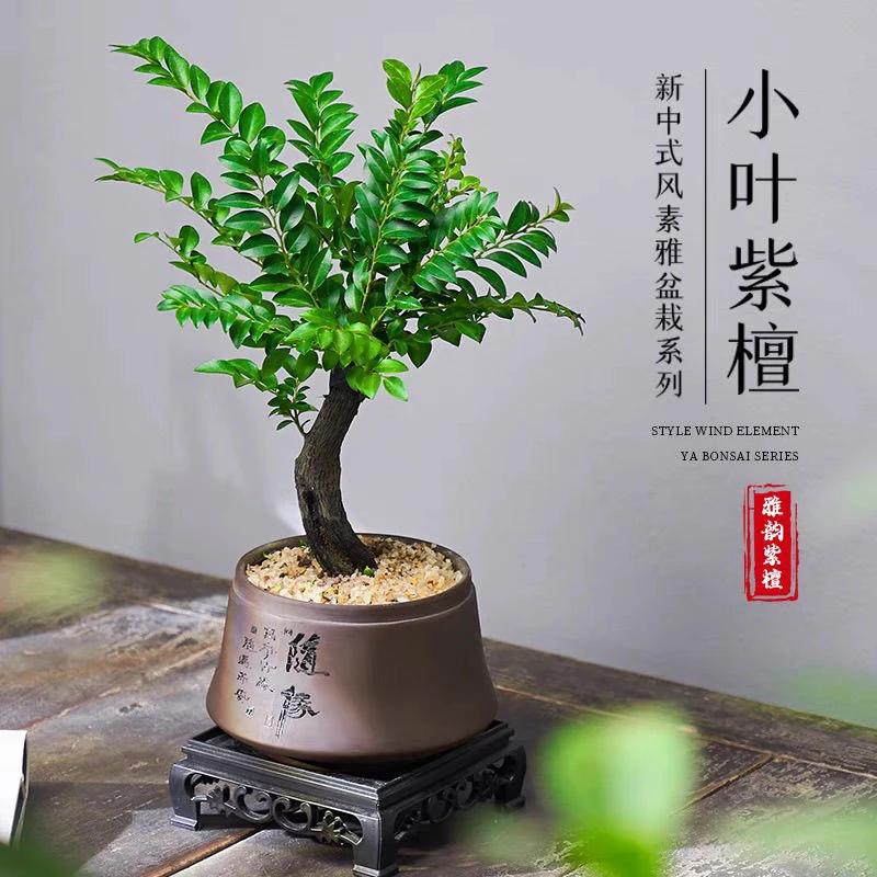 小叶紫檀盆景老桩绿植中式盆栽室内办公桌面茶几花卉摆件好养易活