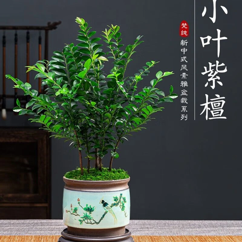 小叶紫檀盆景绿植盆栽室内办公室桌面花卉树苗植物四季好养中式