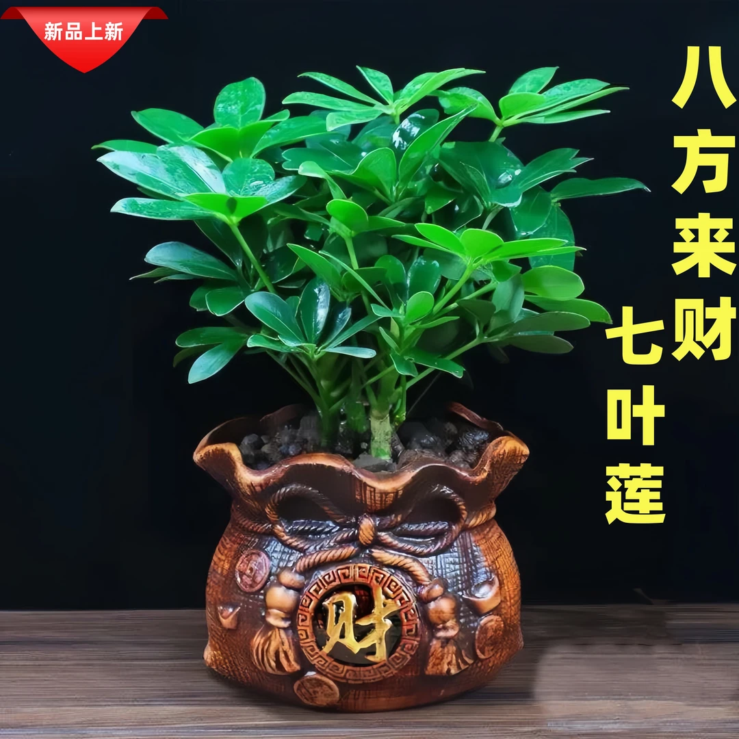 八方来财盆栽七叶莲鸭脚木室内花卉四季常青净化空气植物花卉绿植
