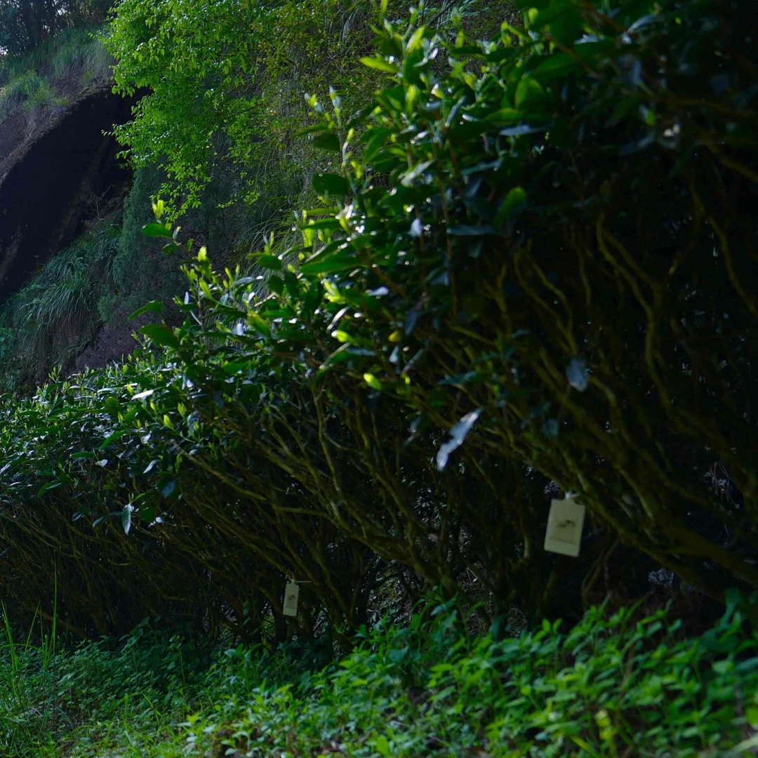 【长窠】武夷岩茶-666