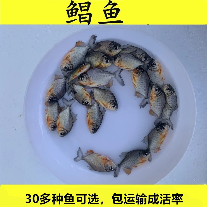 淡水白鲳鱼红鲳鱼宠物水族观赏小鱼凶猛鱼好养殖活体