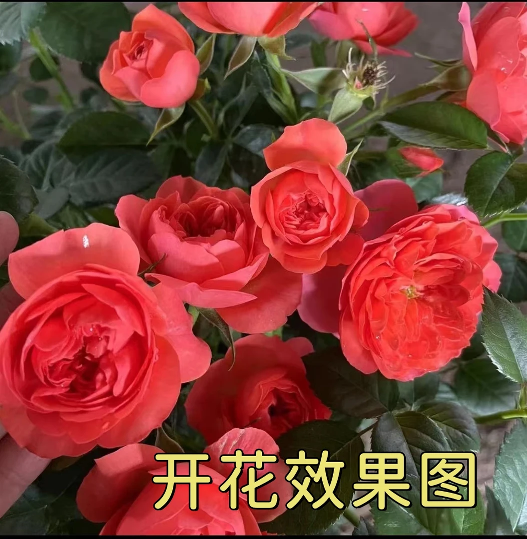 唐 【彩虹阳台】花苞发货月季四季开花浓香庭院阳台种植