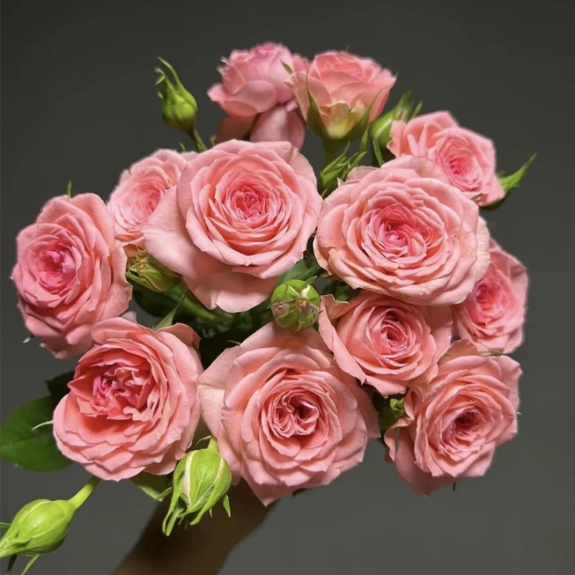 唐 【仙度瑞拉】+【二乔】花苞发货月季四季开花浓香庭院阳台种植