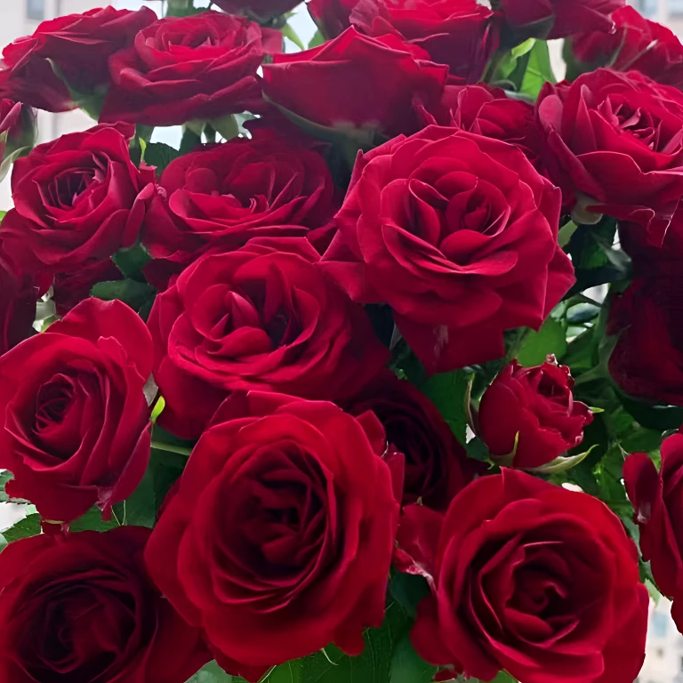 唐【红丝绒】+【果汁阳台】星花怒放花苞发货月季花苗四季开花