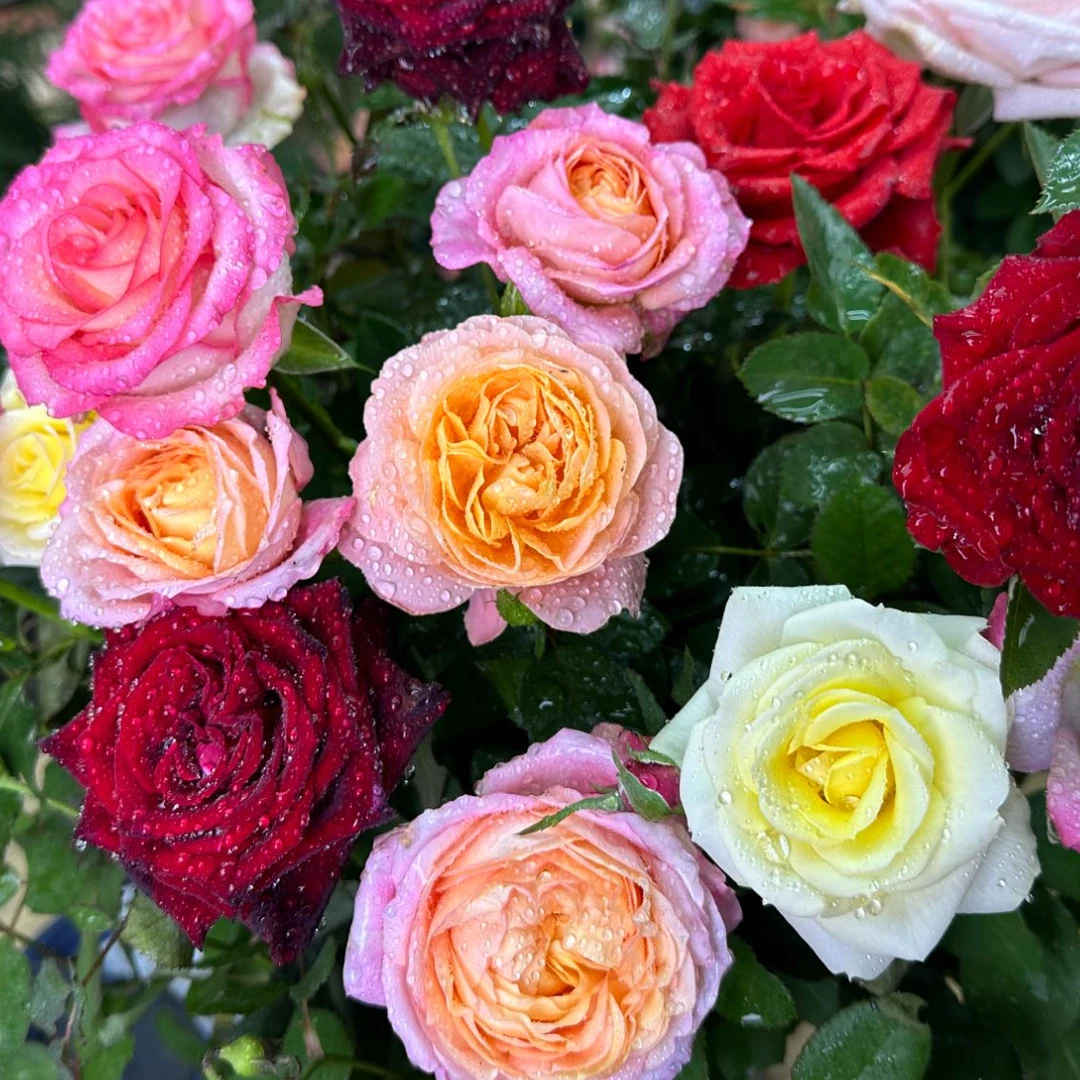 唐 三色月季【混色】星花怒放花苞发货月季花苗四季开花夏天