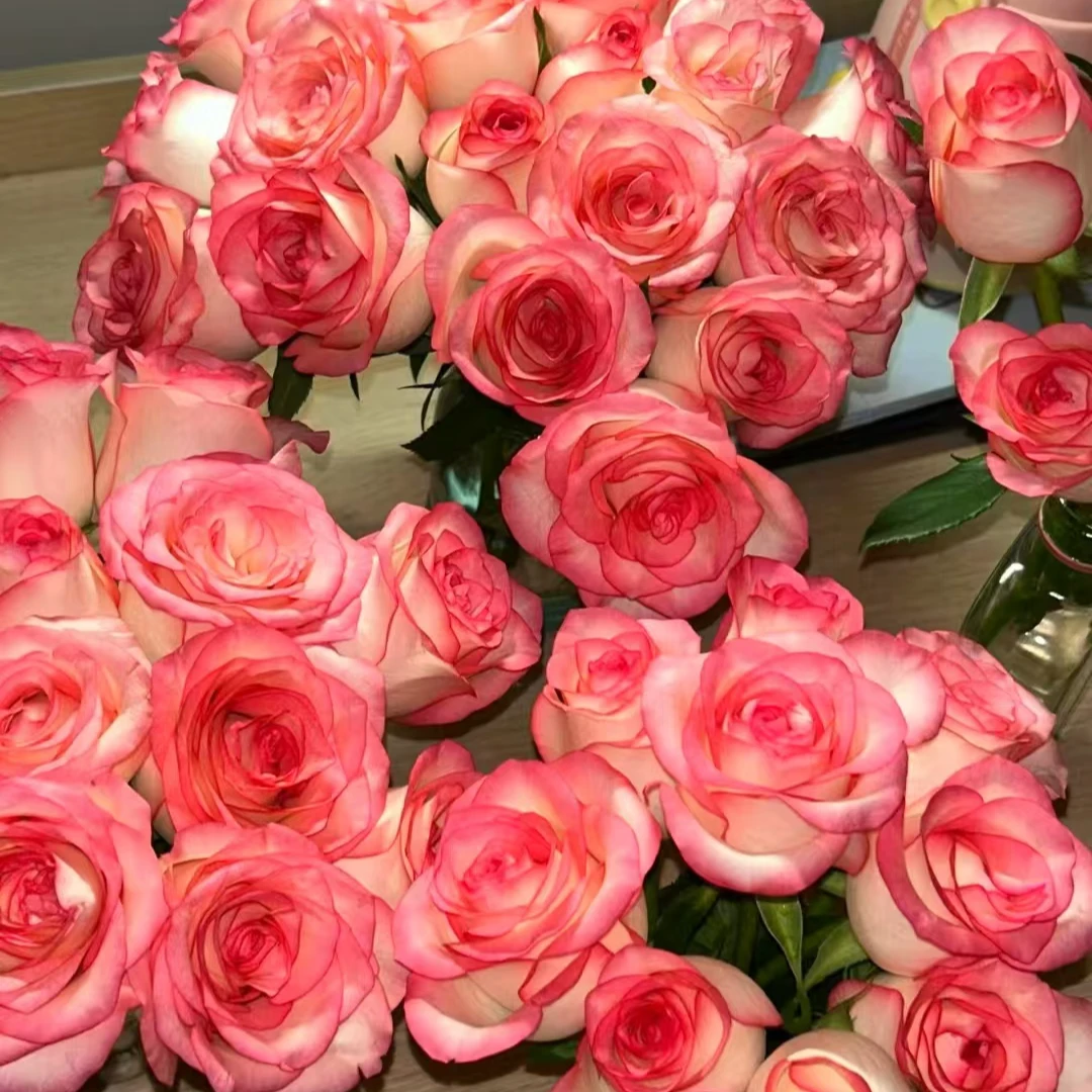 唐【艾莎】【红丝绒】星花怒放花苞发货月季花苗四季开花