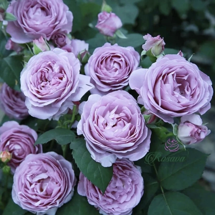 唐【蓝色风暴】【大花美人】星花怒放花苞发货月季花苗四季开花