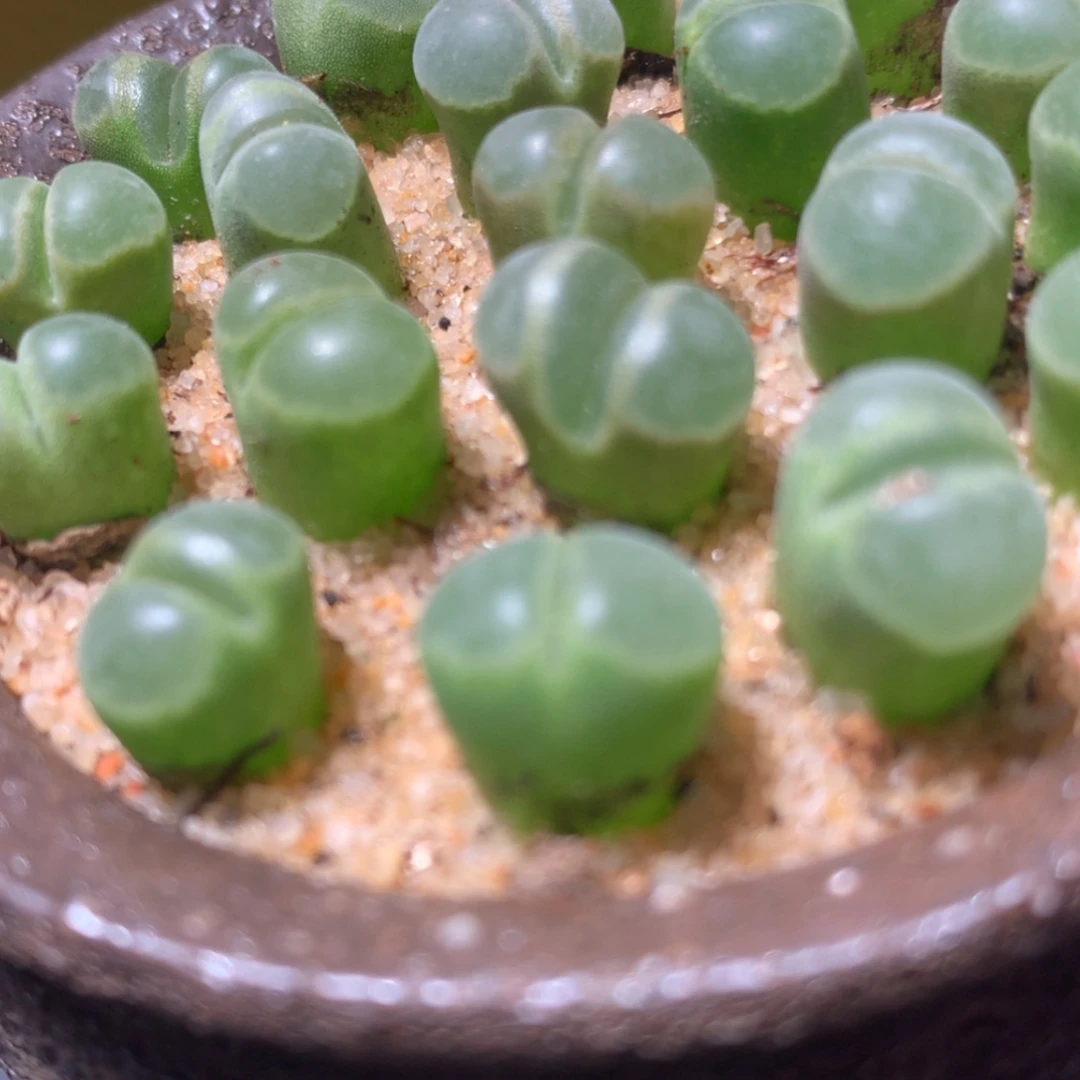 【闪购商品】极窗风铃1颗