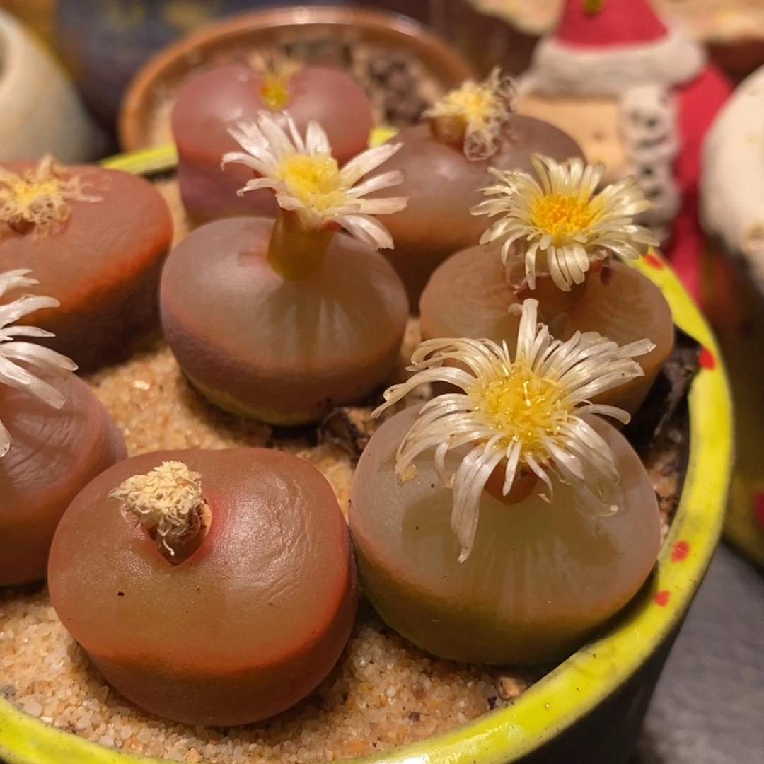 母本冰魄毛1颗。