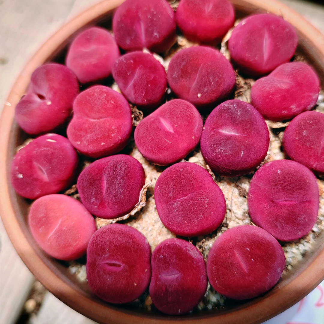 肉锥直播链接专用 量拍1