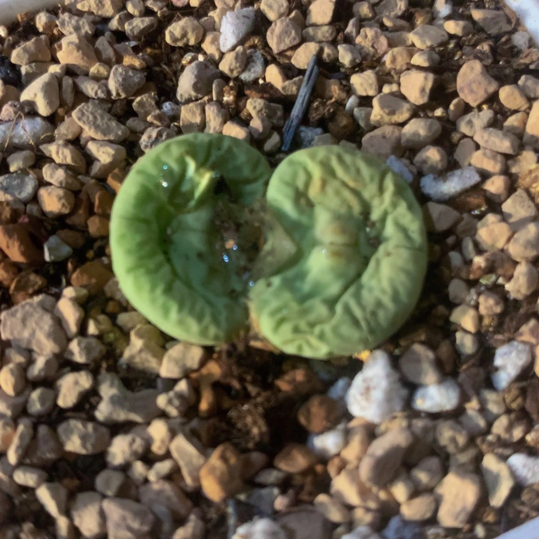 【闪购商品】623一颗