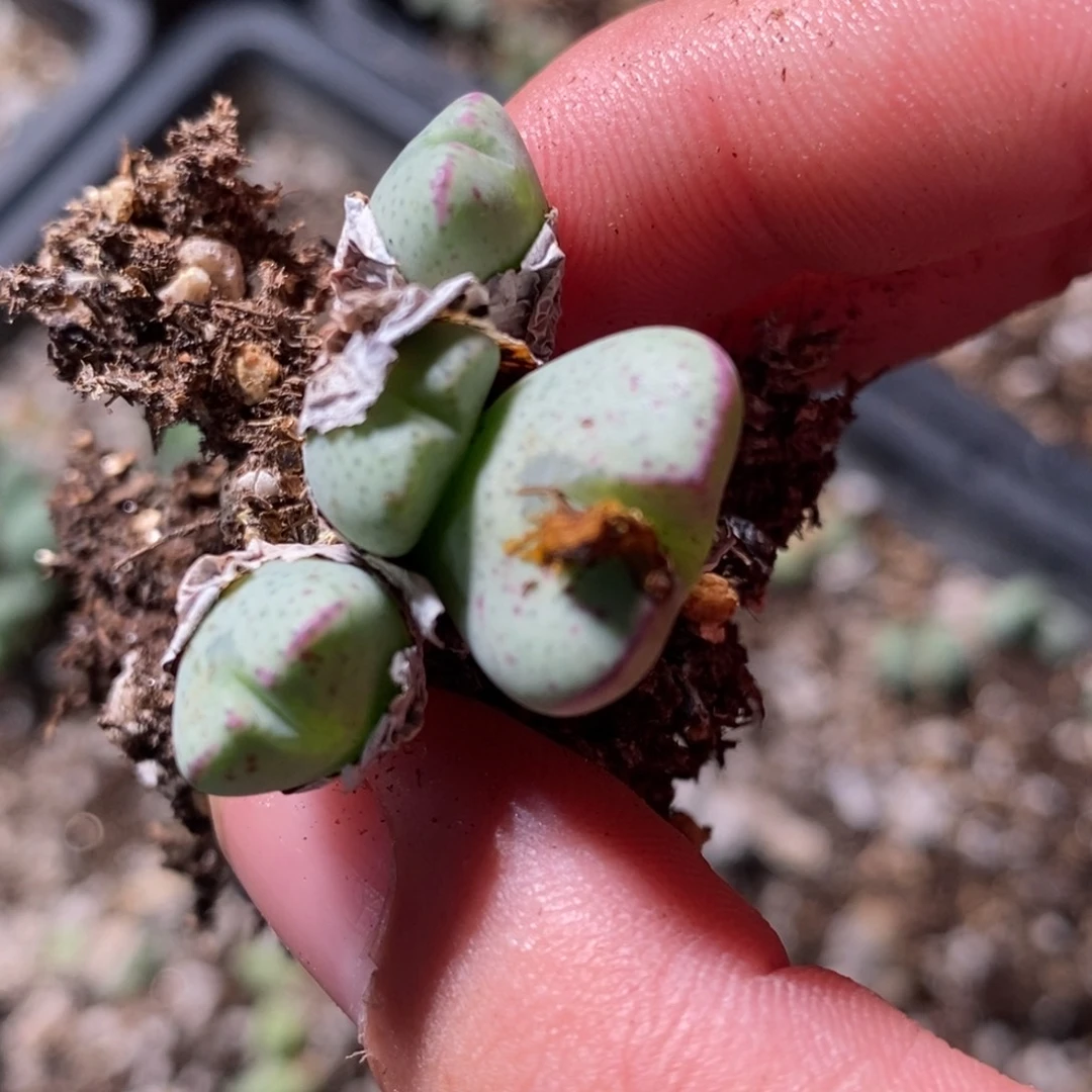 4头以上少将1颗。