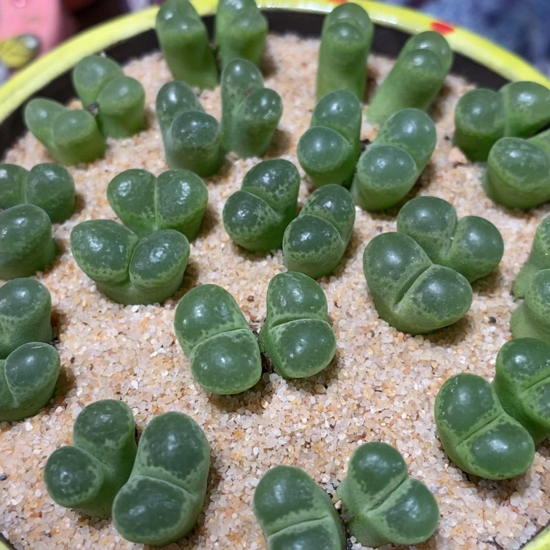 双头绿眼睛风铃1颗。