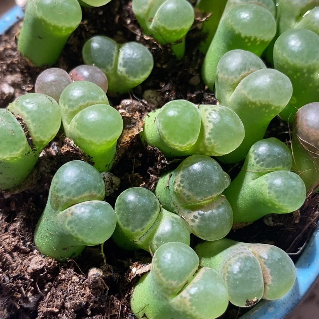 2361樱花风铃1颗。