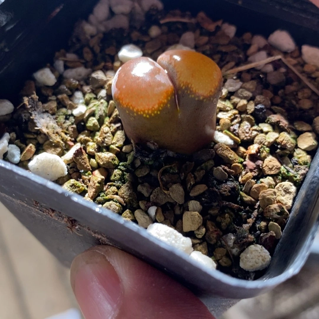 891一颗母本风铃。